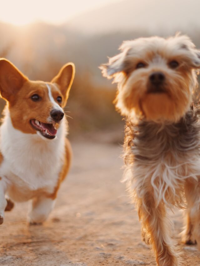 Things Your Dog Does to Communicate