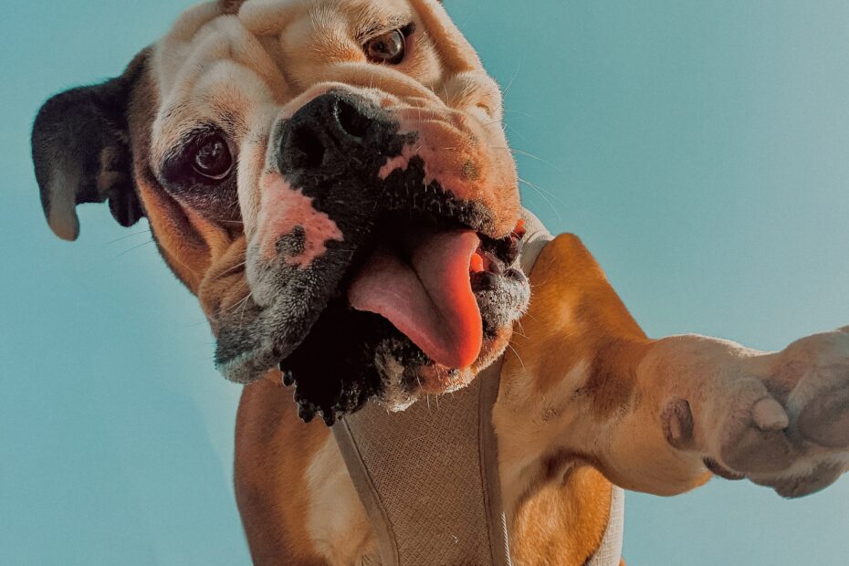 camila-gomez-1Vl3PcRhysA-unsplash