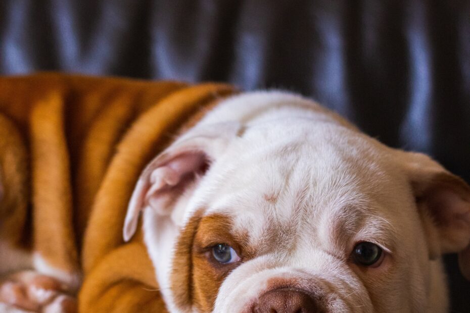 cat-mastro-GW1pxSyEuuQ-unsplash