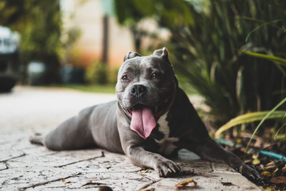 christopher-ayme-ocZ-_Y7-Ptg-unsplash
