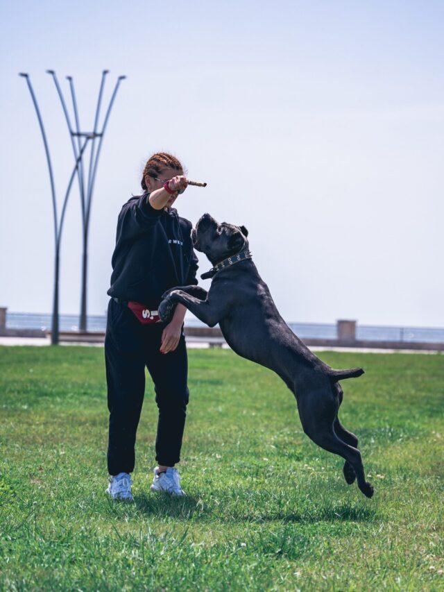 World’s Largest Dog Breeds