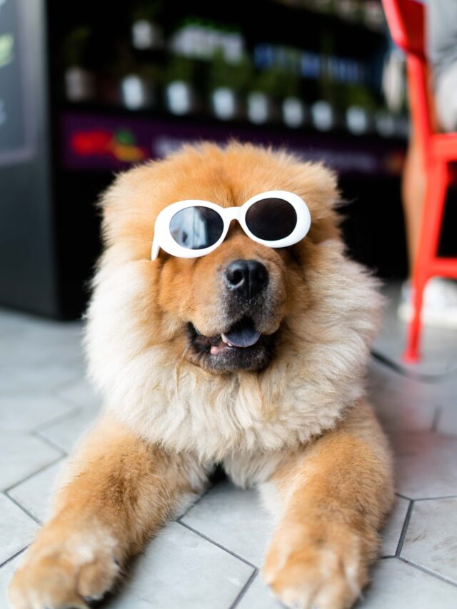 World’s Largest Dogs