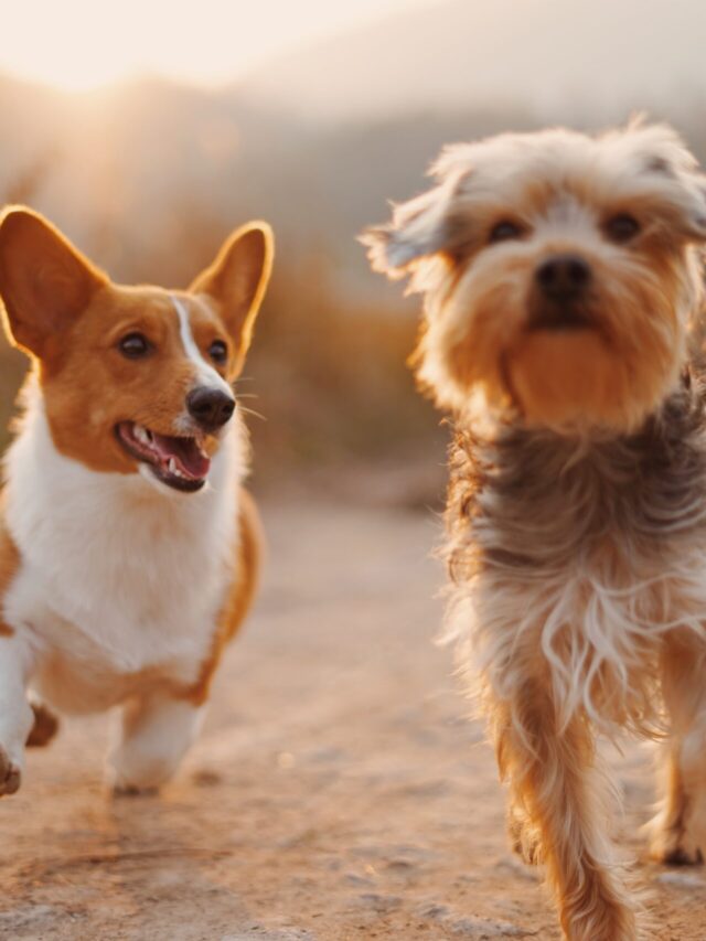 Top Entertaining Dog Breeds