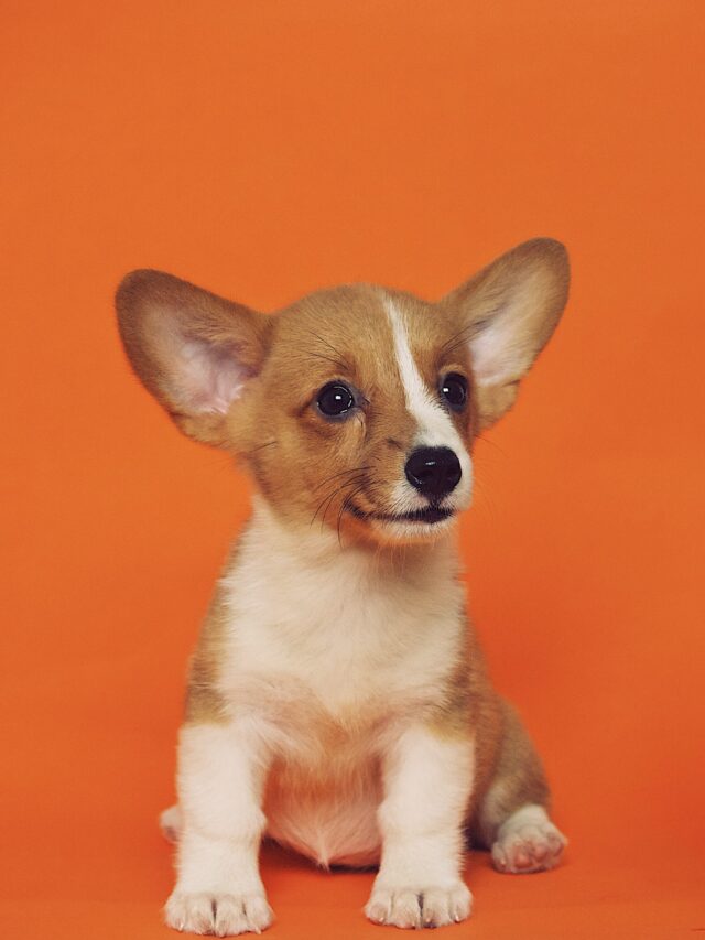 Misconceptions About Dogs