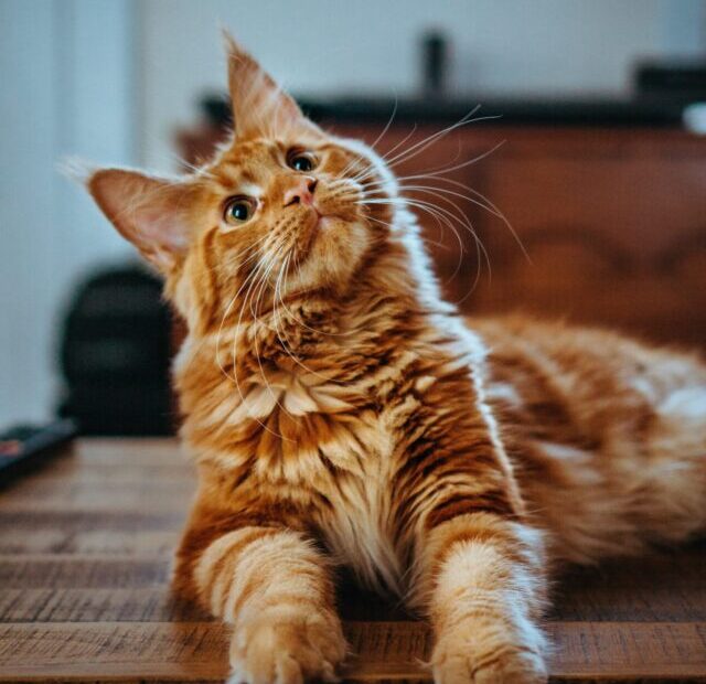 amber-kipp-75715CVEJhI-unsplash (1)