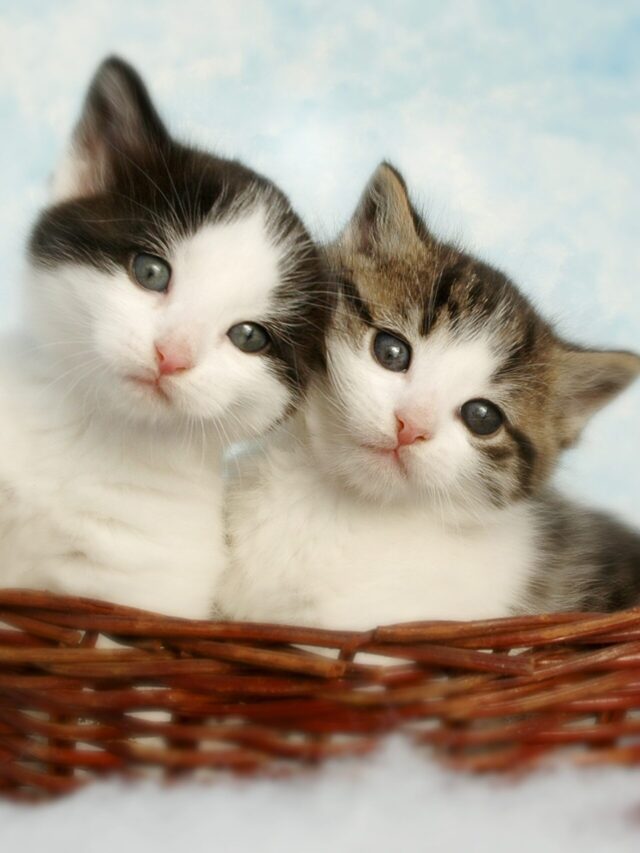 Horoscope-based worst cat breeds