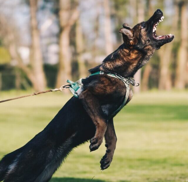 anna-dudkova-gYZTnLW3j5o-unsplash