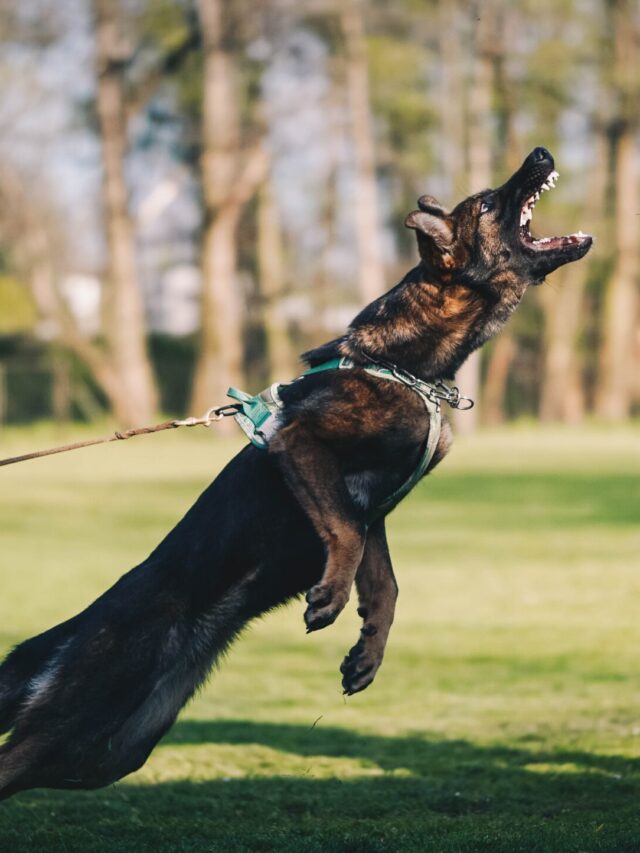 Ultimate Guide to Teaching Your Dog to Ignore Other Canine Companions