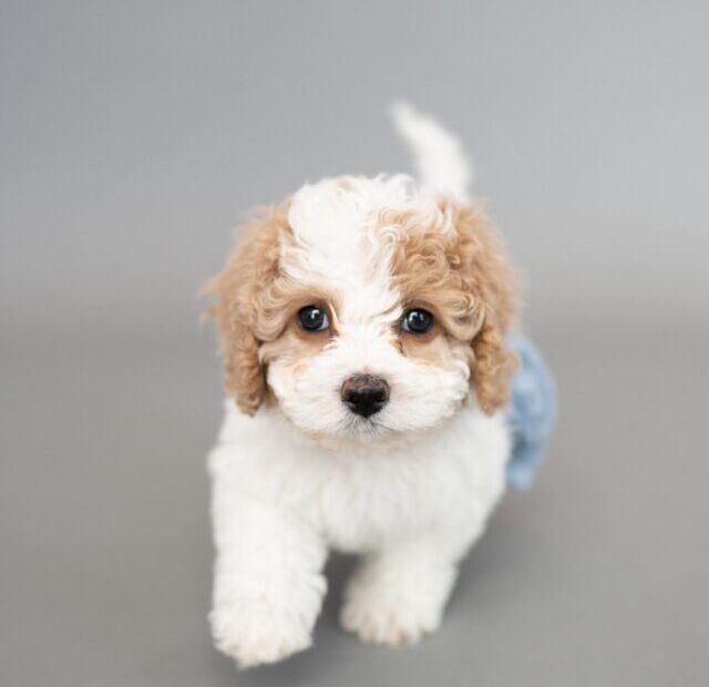 austin-wilcox-z_U6bPp_Rjg-unsplash