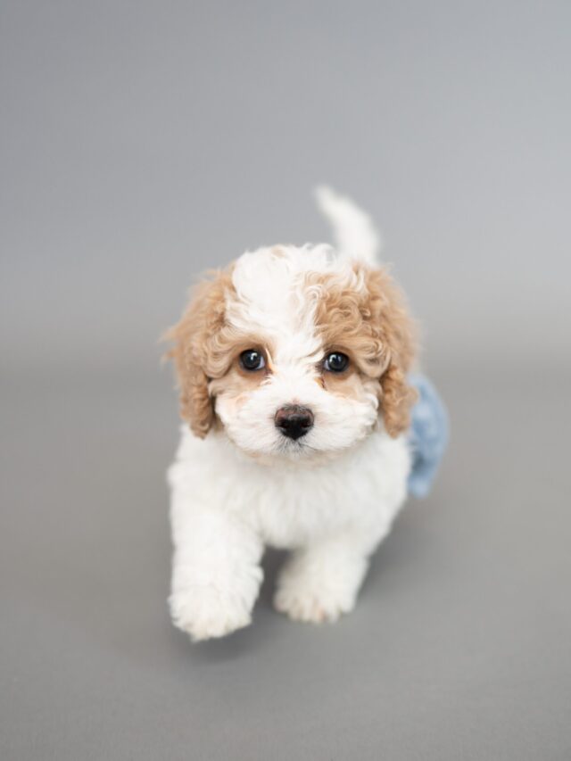 The most intelligent and eager-to-learn dog breeds