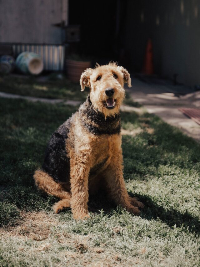 Best  8 Family Guard Dogs