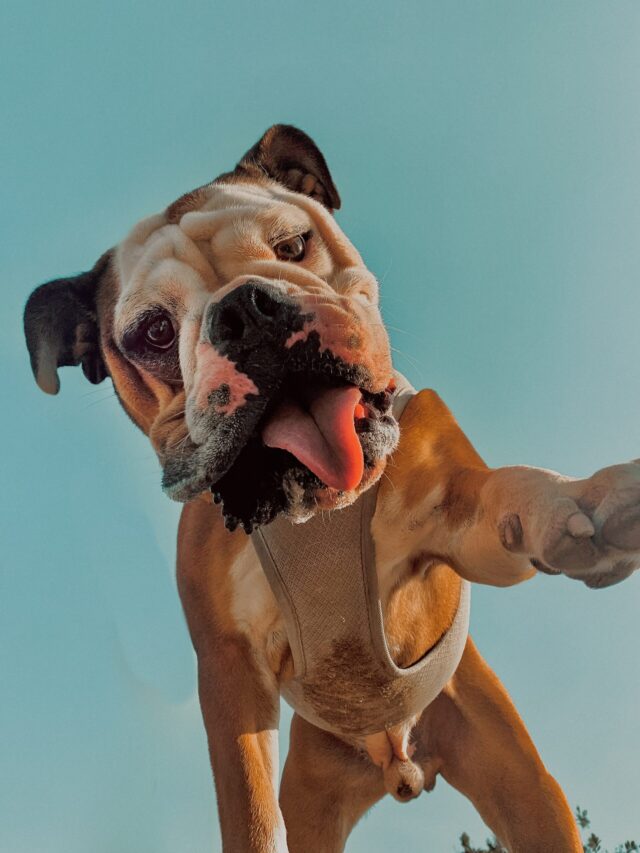 Data shows the longest-living dog breed