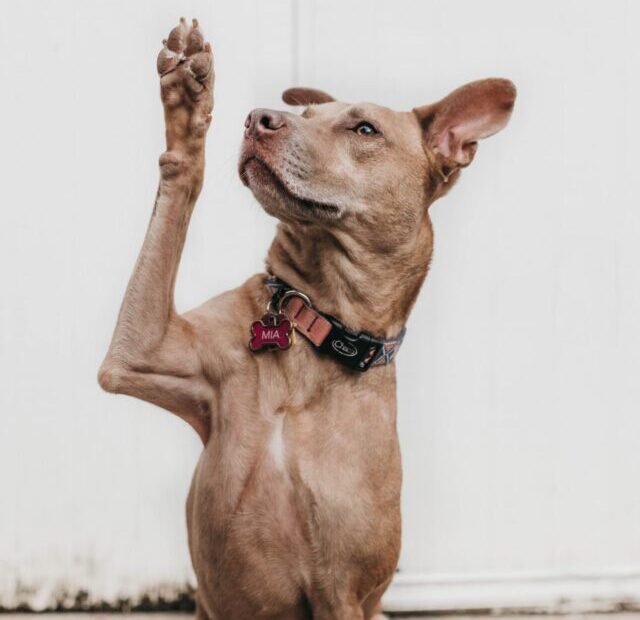 camylla-battani-AoqgGAqrLpU-unsplash