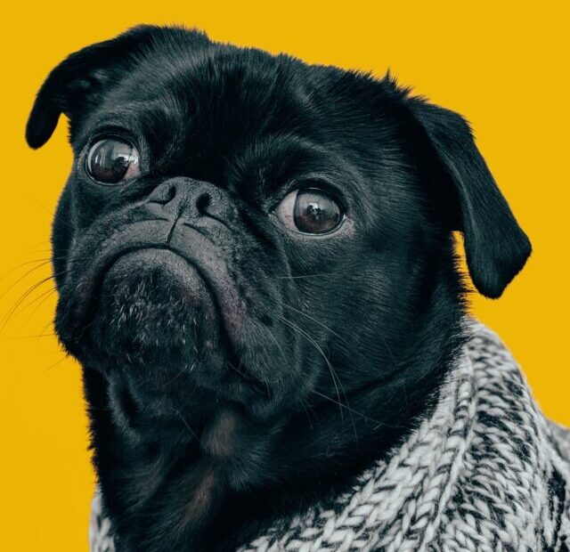 charlesdeluvio-Mv9hjnEUHR4-unsplash