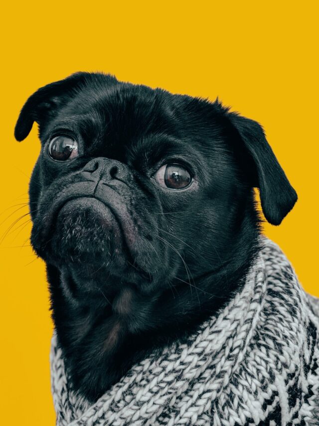 Top Dogs for Emotional Support