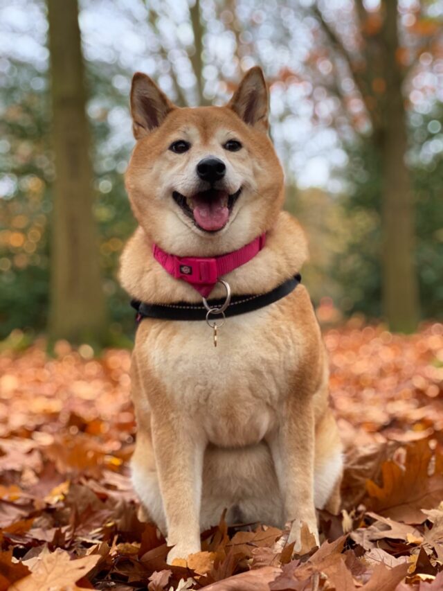 dog breeds that are calm partners