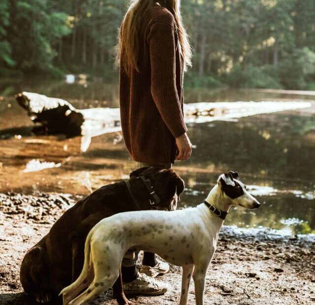 chewy-JL4OgwQ0NHs-unsplash