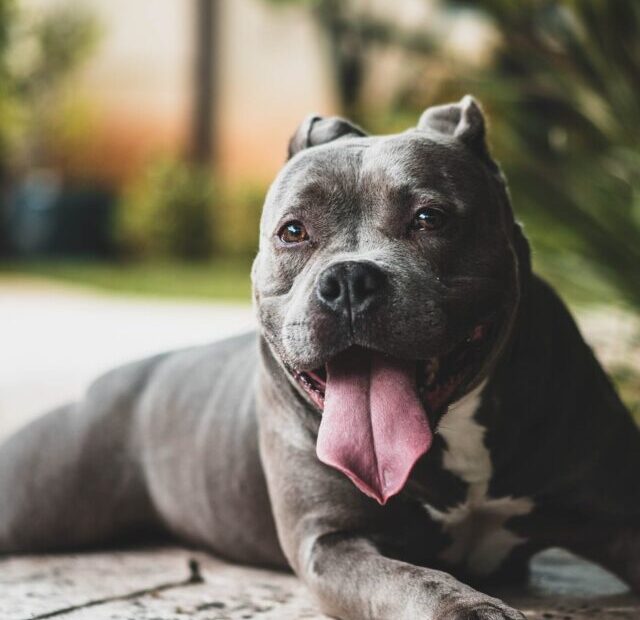 christopher-ayme-ocZ-_Y7-Ptg-unsplash