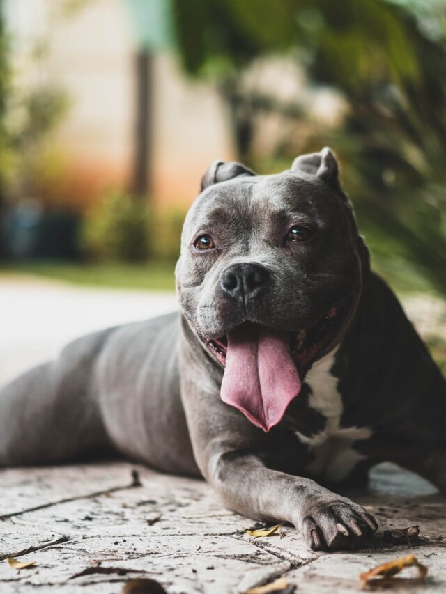 Veterinarian-Recommended Dog Food