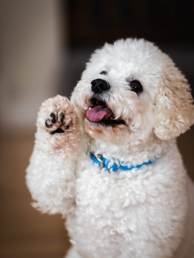 Dogs That Are Surprisingly Loving