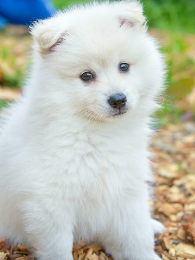 Cutest Dog Breeds of All Time