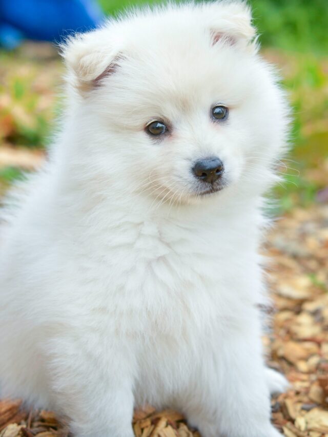 Top 10 Dogs That Never Stop Looking Like Puppies