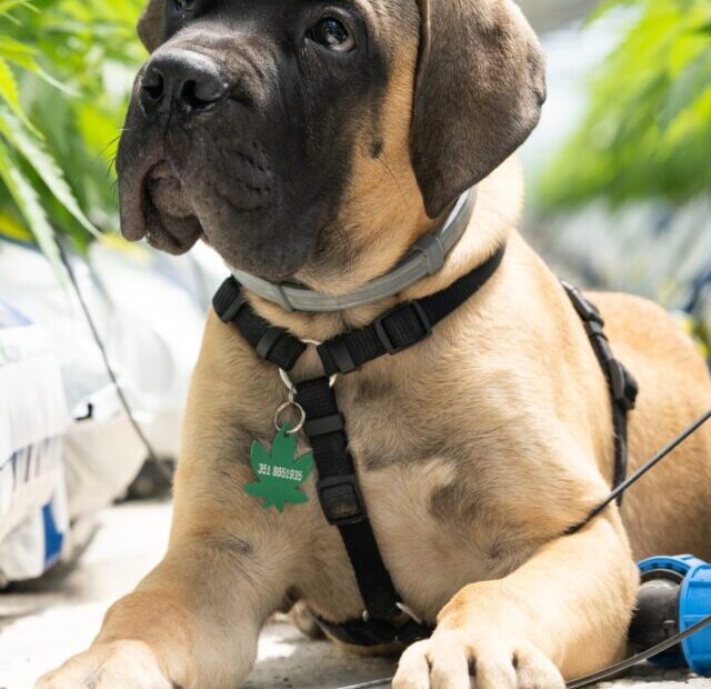 crystalweed-cannabis-PH6V_A2sp6c-unsplash