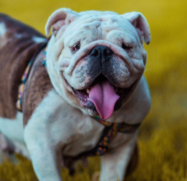 david-gavi-EQ_9CkVhgj8-unsplash