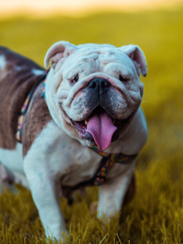 Most Enduring Dog Breeds