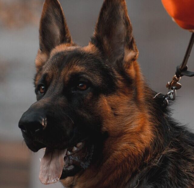 duku-photography-kAfq5YR2M60-unsplash