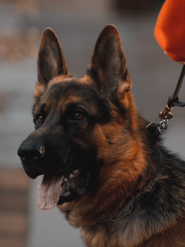 The Most Terrifying Dog Breeds