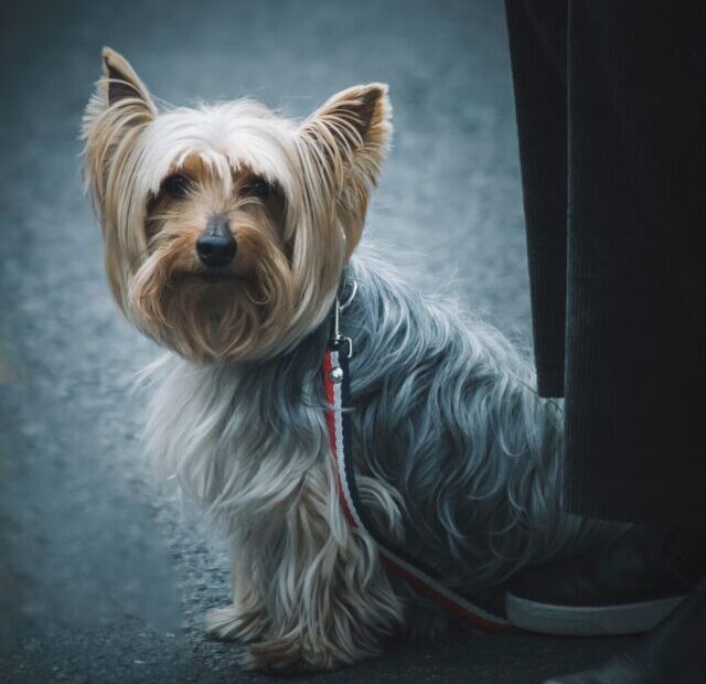 edi-libedinsky-MROxINM3KuU-unsplash