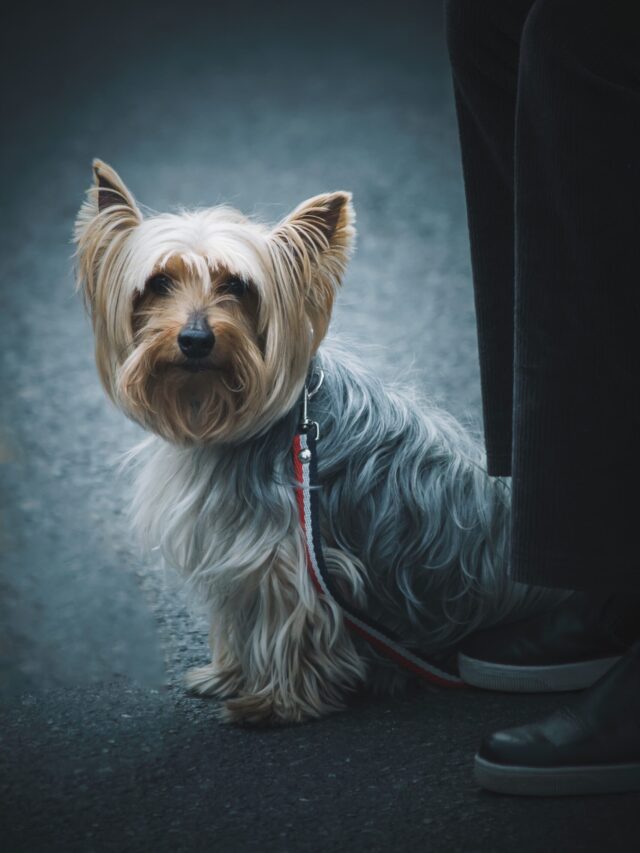 Top 8 Most Expensive Dogs on Earth