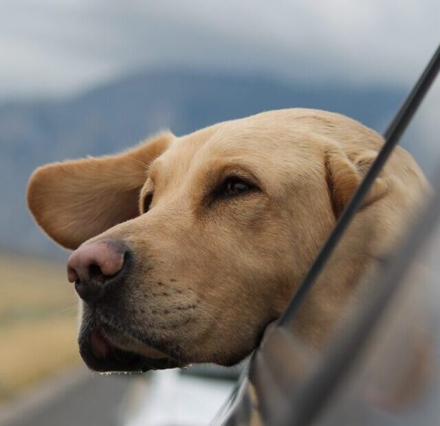 emerson-peters-oBCT3obZ6OY-unsplash