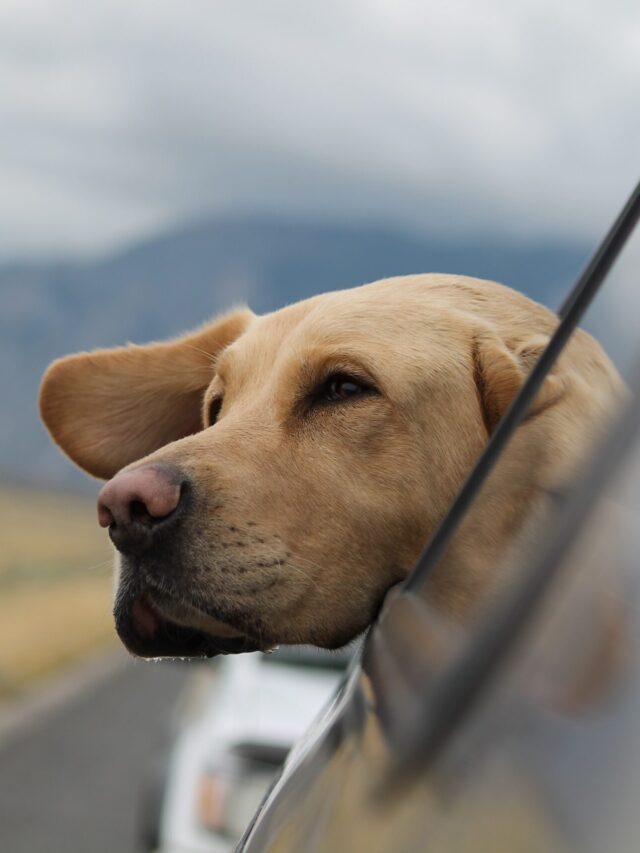 America’s most popular dog breed