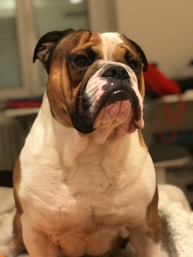 Experts’ Hardest Dogs to Train