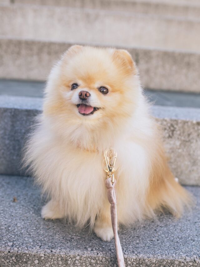 Most Original Names for Male Dogs