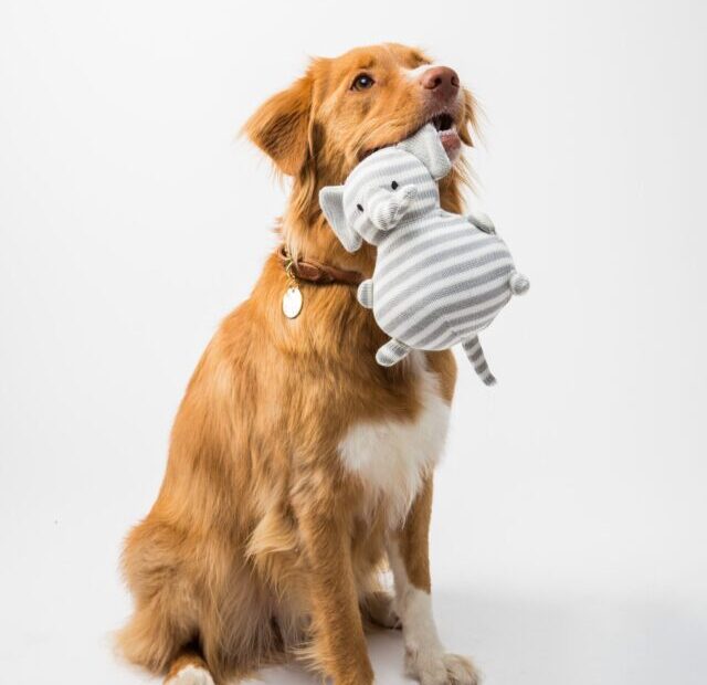 flouffy-g2FtlFrc164-unsplash