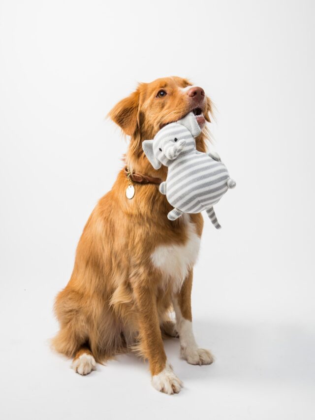 Best dog breeds that enjoy challenges