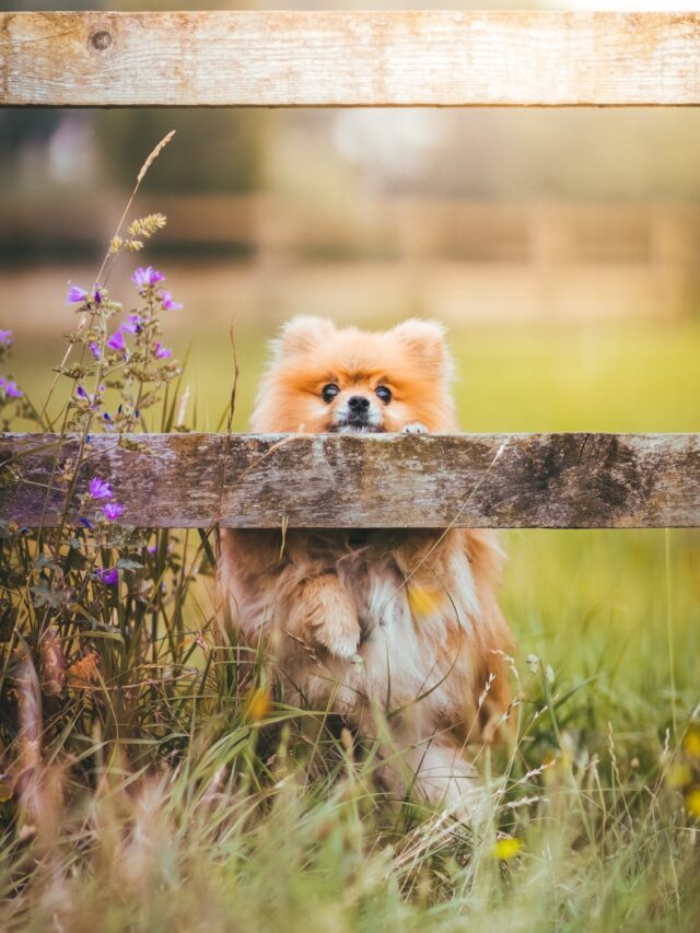 Top 8 Cuddle-Friendly Dogs