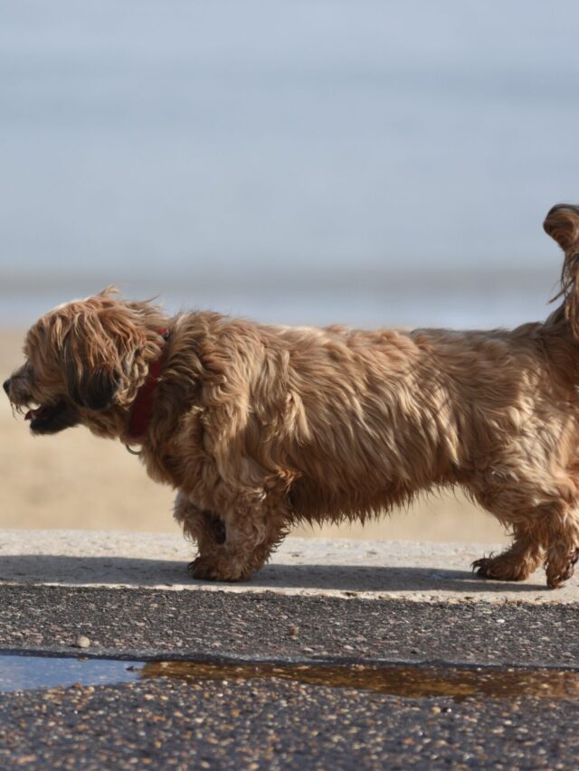 Worst Anxiety-Prone Dog Breeds