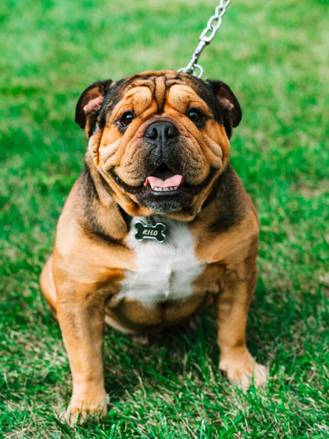 Horoscope Signs’ Worst Dog Breeds
