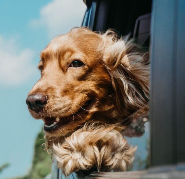 ja-san-miguel-_-QQuvAwQ-0-unsplash