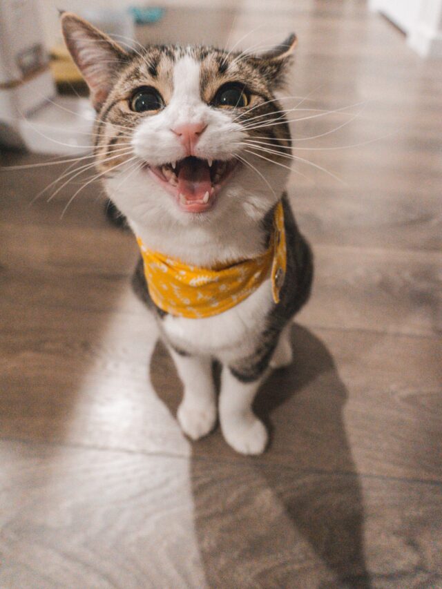 Which cat breeds are the most friendly and make great pets?