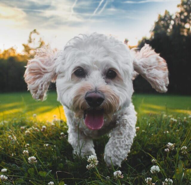 joe-caione-KVeogBZzl4M-unsplash