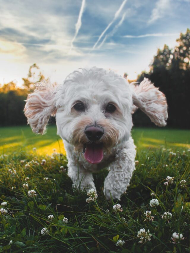 Top Five Mix Breeds of Dogs