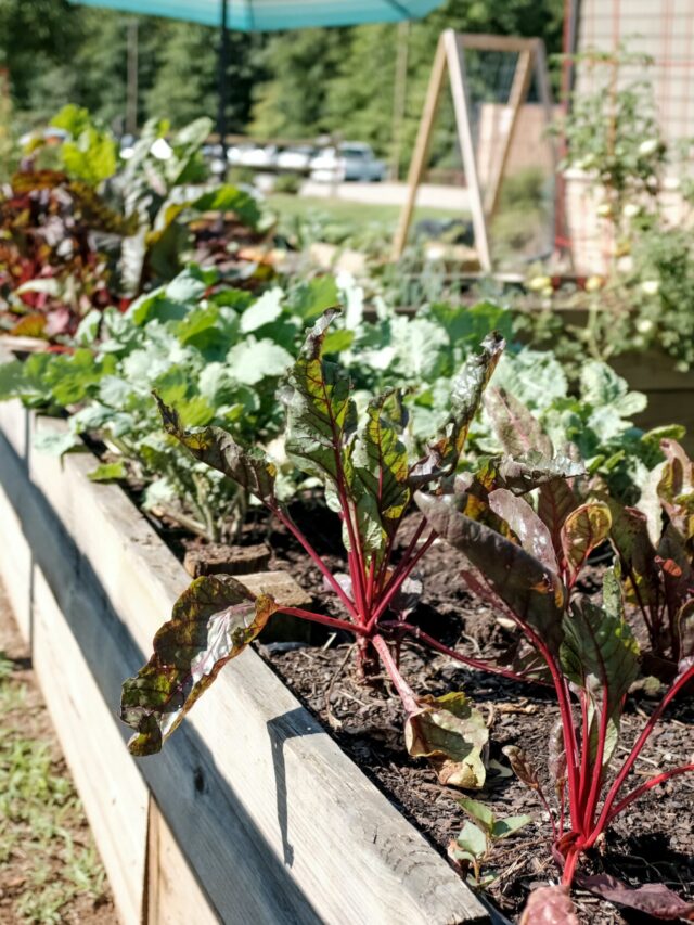 “Happiness Diet”: Foods That Boost Your Mood