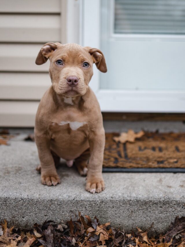 Vet Identifies Five Signs Your Dog Trusts You