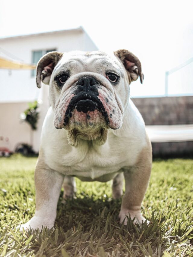 Shortest-lived Dogs