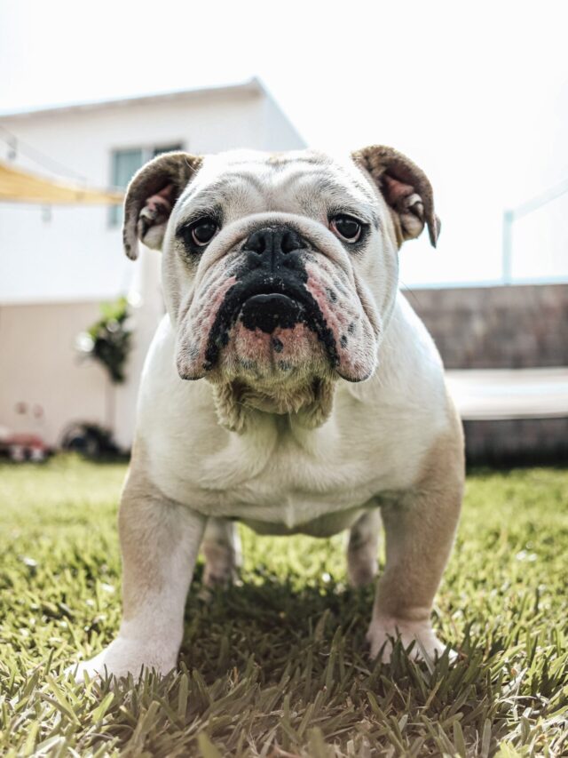 Which dog breeds hurt the most easily?
